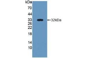 Figure. (NID2 Antikörper  (AA 31-289))