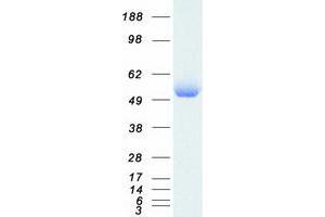 Validation with Western Blot (SERPINA1 Protein (Transcript Variant 2) (Myc-DYKDDDDK Tag))