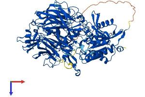 DPP8 Protein (AA 1-892) (His tag)