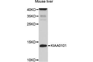 Western blot analysis of extracts of mouse liver, using KIAA0101 antibody (ABIN4904149) at 1:1000 dilution.