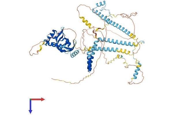 RTF1 Protein (AA 1-710) (His tag)