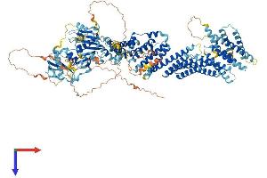 EDRF1 Protein (AA 1-1238) (His tag)
