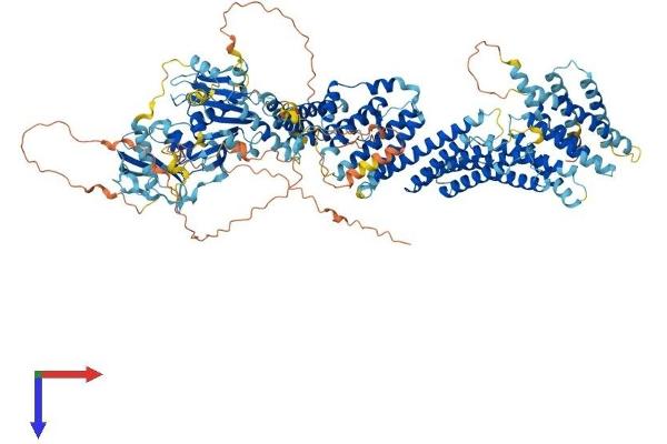 EDRF1 Protein (AA 1-1238) (His tag)