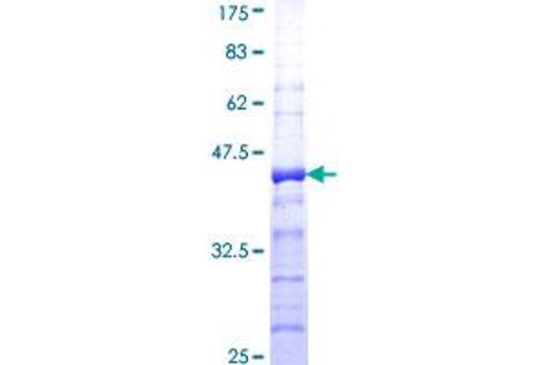 Kallikrein 8 Protein (KLK8) (AA 97-204) (GST tag)
