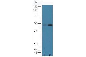 Protein: line1,mouse lung lysates; line2,mouse testicle lysates; Primary: Anti-CD8  at 1: 5000;  Predicted band size:27 kD Observed band size:48 kD (CD8 Antikörper  (AA 51-150))