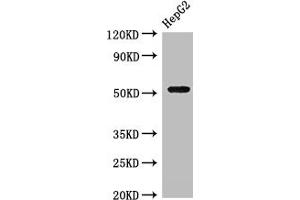 Western Blot Positive WB detected in: HepG2 whole cell lysate All lanes: GSK3A antibody at 3 μg/mL Secondary Goat polyclonal to rabbit IgG at 1/50000 dilution Predicted band size: 51 kDa Observed band size: 51 kDa