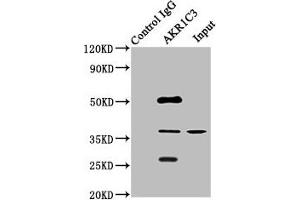 Immunoprecipitating AKR1C3 in HepG2 whole cell lysate Lane 1: Rabbit control IgG instead of ABIN7143694 in HepG2 whole cell lysate. (AKR1C3 Antikörper  (AA 1-323))