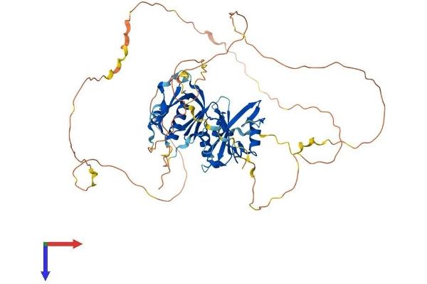 SH3BP2 Protein (AA 1-561) (His tag)