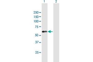 Western Blot analysis of PDZD7 expression in transfected 293T cell line by PDZD7 MaxPab polyclonal antibody.