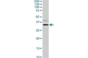 HEYL monoclonal antibody (M02), clone 4A11.