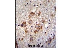 ANKRD34B Antibody (C-term) (ABIN655456 and ABIN2844983) immunohistochemistry analysis in formalin fixed and paraffin embedded human brain tissue followed by peroxidase conjugation of the secondary antibody and DAB staining. (ANKRD34B Antikörper  (C-Term))