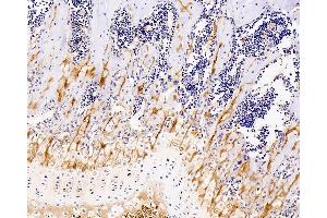 Immunohistochemistry analysis of paraffin-embedded mouse bone using COL2A1 Monoclonal Antibody at dilution of 1:400. (COL2A1 Antikörper)