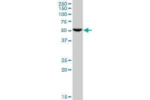 HARS MaxPab polyclonal antibody. (HARS1/Jo-1 Antikörper  (AA 1-509))