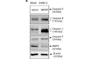 Western Blotting (WB) image for anti-Bone Morphogenetic Protein 4 (BMP4) (C-Term) antibody (ABIN2854884)