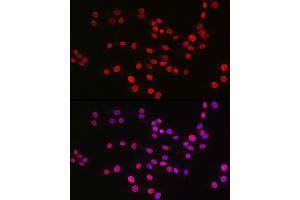 Immunofluorescence analysis of PC-12 cells using MonoMethyl-Histone H3-K9 Rabbit mAb (ABIN7267685) at dilution of 1:100 (40x lens).