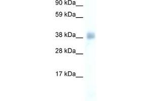 WB Suggested Anti-YY1 Antibody Titration:  0.