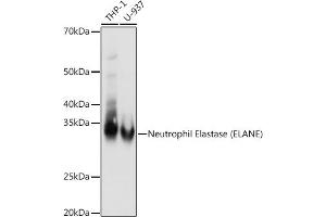 Western blot analysis of extracts of various cell lines, using Neutrophil Elastase (ELANE) antibody (ABIN7266912) at 1:1000 dilution. (ELANE Antikörper)