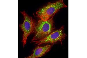 Immunofluorescence (IF) image for anti-Glutaminase (GLS) (AA 516-545), (C-Term) antibody (ABIN652757)