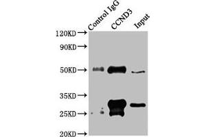 Immunoprecipitating CCND3 in Jurkat whole cell lysate Lane 1: Rabbit control IgG instead of ABIN7153394 in Jurkat whole cell lysate. (Cyclin D3 Antikörper  (AA 1-292))