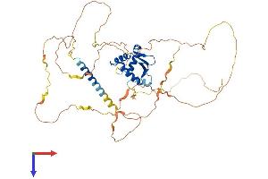 ETV1 Protein (AA 1-477) (His tag)