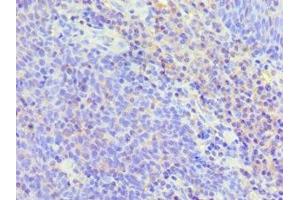 Immunohistochemistry of paraffin-embedded human tonsil tissue using ABIN7173805 at dilution of 1:100 (BAFF Antikörper  (AA 76-285))