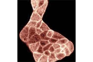 Image no. 2 for anti-Gelsolin (GSN) (AA 592-768) antibody (ABIN967953)