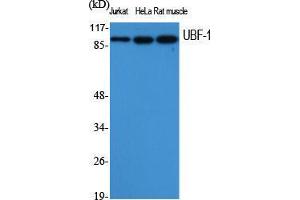Western Blot (WB) analysis of specific cells using UBF-1 Polyclonal Antibody. (UBTF Antikörper  (Internal Region))