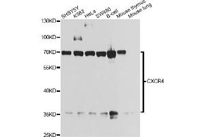 Western blot analysis of extracts of various cell lines, using CXCR4 antibody. (CXCR4 Antikörper)