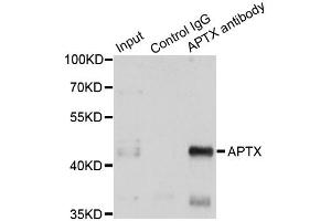 Immunoprecipitation analysis of 150ug extracts of A549 cells using 3ug APTX antibody. (Aprataxin Antikörper)