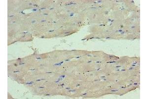Immunohistochemistry of paraffin-embedded human skeletal muscle tissue using ABIN7159661 at dilution of 1:100 (WDR77 Antikörper  (AA 1-260))
