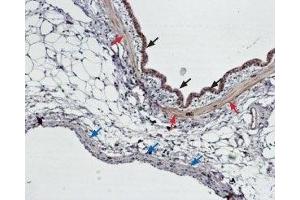 Immunohistochemistry (IHC) image for anti-Endothelin Receptor Type B (EDNRB) (AA 298-314) antibody (ABIN7043120)