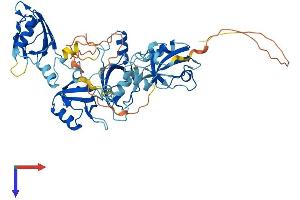 PDZK1 Protein (AA 1-519) (His tag)