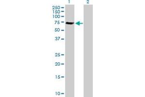 Western Blot analysis of GGA1 expression in transfected 293T cell line by GGA1 MaxPab polyclonal antibody. (GGA1 Antikörper  (AA 1-552))