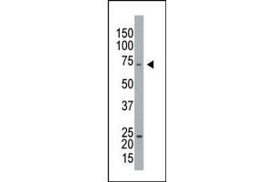 Caprin-1 Antikörper  (C-Term)