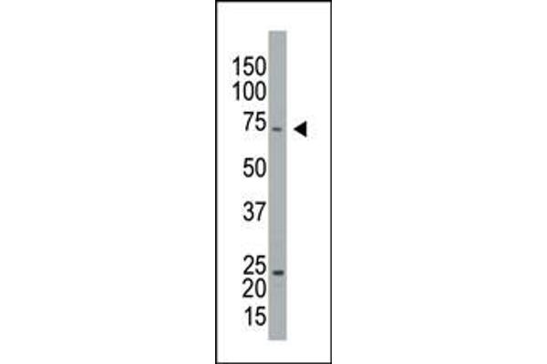 Caprin-1 Antikörper  (C-Term)