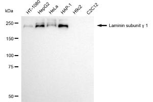 Western blotting analysis using laminin subunit gamma 1 antibody (ABIN7799235). (Rekombinanter Laminin gamma 1 Antikörper)
