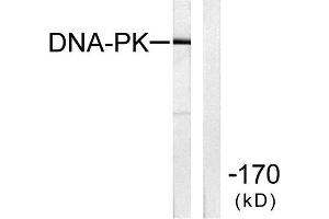 Western Blotting (WB) image for anti-Protein Kinase, DNA-Activated, Catalytic Polypeptide (PRKDC) (C-Term) antibody (ABIN1848510) (PRKDC Antikörper  (C-Term))