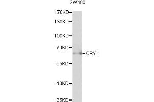 Western blot analysis of extracts of SW480 cells, using CRY1 antibody (ABIN6291957) at 1:1000 dilution. (CRY1 Antikörper)