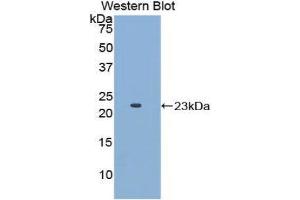 Western Blotting (WB) image for anti-Apolipoprotein E (APOE) (AA 19-181) antibody (ABIN1077824) (APOE Antikörper  (AA 19-181))