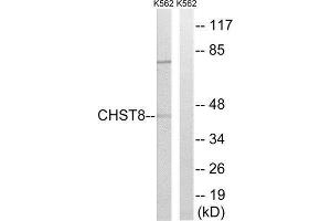 Western Blotting (WB) image for anti-Carbohydrate (N-Acetylgalactosamine 4-0) Sulfotransferase 8 (CHST8) (C-Term) antibody (ABIN1850999) (CHST8 Antikörper  (C-Term))