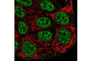Immunofluorescent staining of RT-4 cells with GRHL2 polyclonal antibody  (Green) shows positivity in plasma membrane and nucleus but excluded from the nucleoli. (GRHL2 Antikörper)