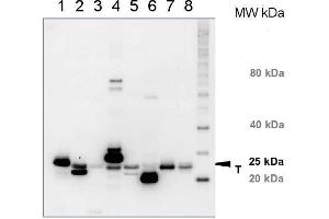 Western Blotting (WB) image for anti-Chlorophyll a-b binding protein (lhcb1) antibody (ABIN93510)