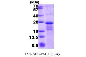 Image no. 1 for Chromosome 7 Open Reading Frame 49 (C7ORF49) protein (His tag) (ABIN1098653) (C7orf49 Protein (His tag))