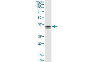 STX11 MaxPab rabbit polyclonal antibody. (Syntaxin 11 Antikörper  (AA 1-287))