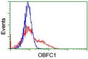 HEK293T cells transfected with either RC200778 overexpress plasmid (Red) or empty vector control plasmid (Blue) were immunostained by anti-OBFC1 antibody (ABIN2454844), and then analyzed by flow cytometry. (OBFC1 Antikörper)