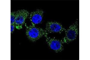 Confocal immunofluorescent analysis of ZGRF1 antibody with 293 cells followed by Alexa Fluor 488-conjugated goat anti-rabbit lgG (green). (ZGRF1 Antikörper  (AA 38-66))