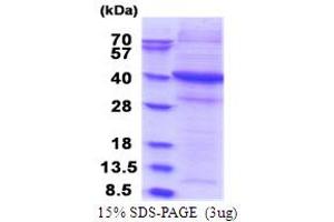SIRPG Protein (AA 29-360) (His tag)