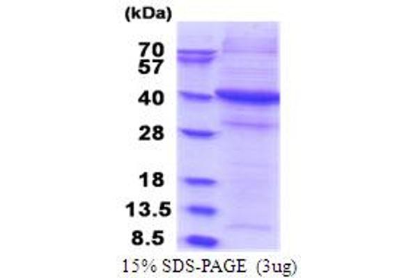 SIRPG Protein (AA 29-360) (His tag)