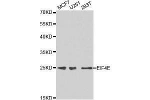 Western blot analysis of extracts of various cell lines, using EIF4E antibody. (EIF4E Antikörper)
