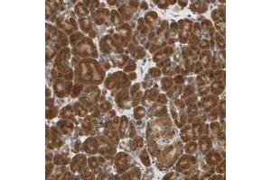 Immunohistochemical staining of human pancreas with SEC23B polyclonal antibody  shows strong cytoplasmic positivity in exocrine glandular cells and moderate staining in Islet cells. (Sec23 Homolog B Antikörper)